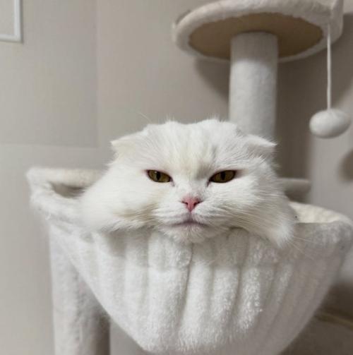 ハンモックにいる猫（正面）