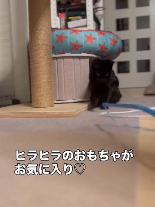 おもちゃに前足を伸ばす猫