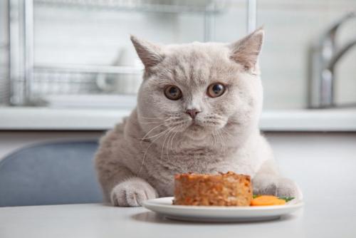 食事する猫