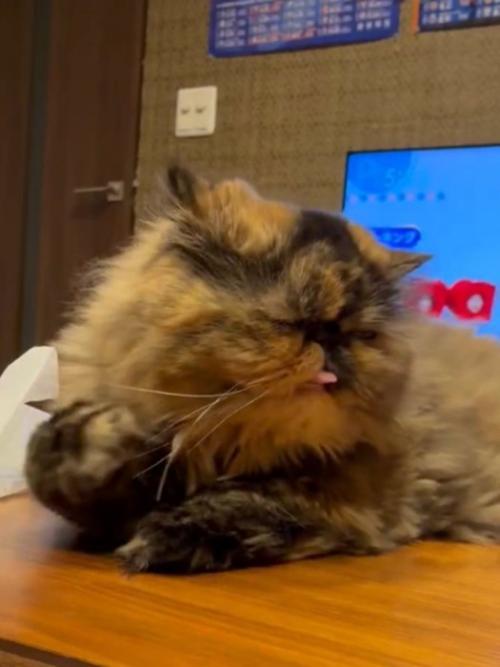 猫が舌を出して右手が顔の横で通る様子