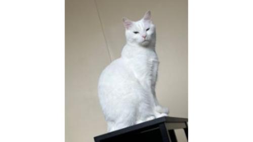 室内にいる猫