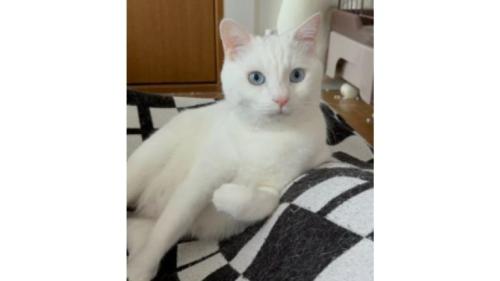 室内にいる猫