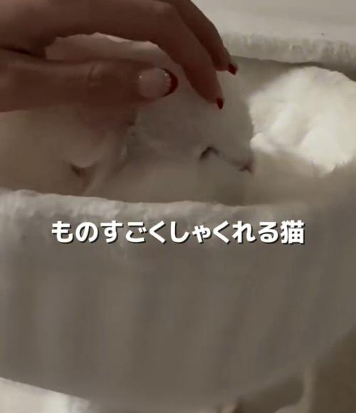 頭を撫でられる猫