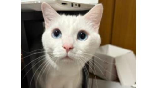 室内にいる猫