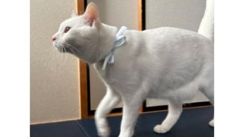 室内にいる猫