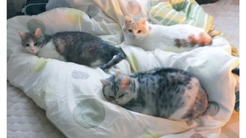 室内にいる猫