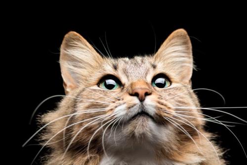 猫の顔のアップ