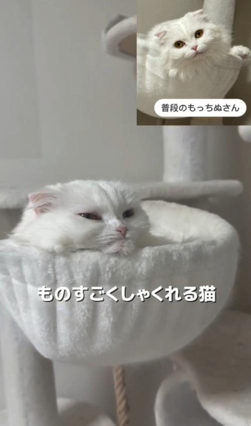 しゃくれた顔と普段の顔の対比