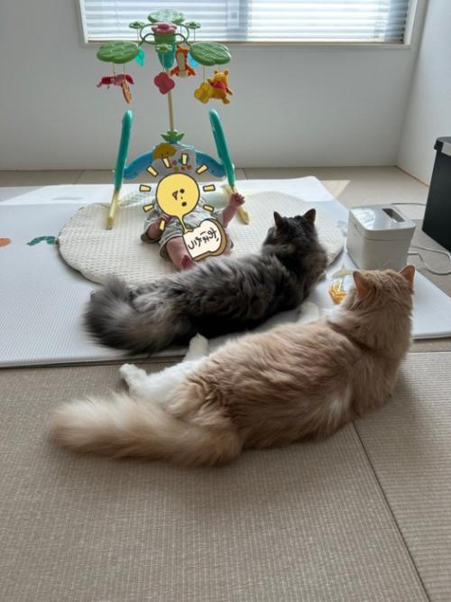 赤ちゃんを見守る2匹の猫