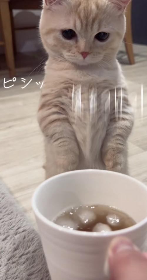 「ピシッ」のテロップ写真