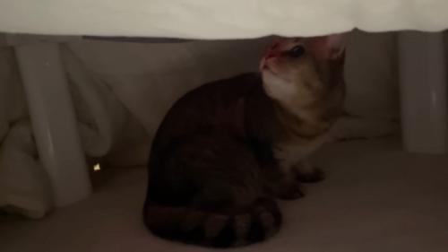 見上げるみにらくん