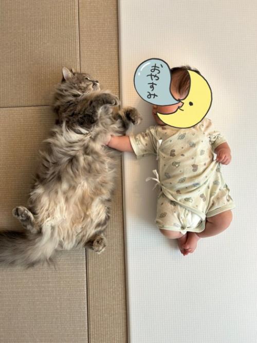 赤ちゃんを見守る猫