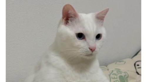 座っている猫