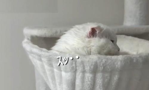 「スッ」と書かれた写真
