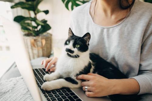 一緒にPC操作をする猫