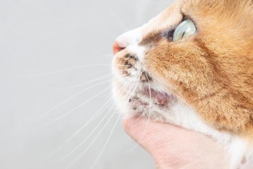顎ニキビのある猫