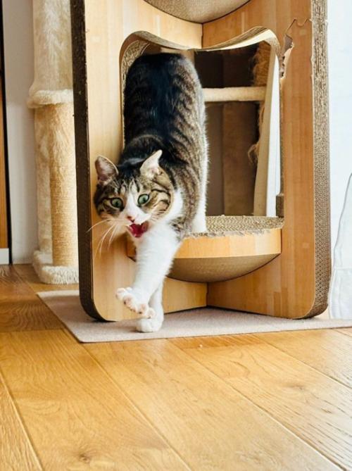 爪とぎハウスから出てくる猫