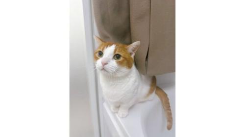 お風呂場にいる猫