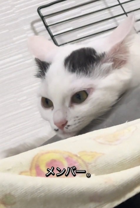 目を覚ました白黒の猫