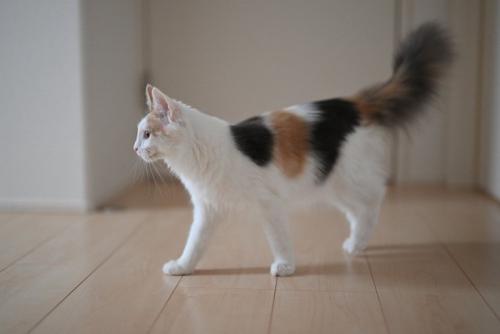 フローリングの上を歩く猫