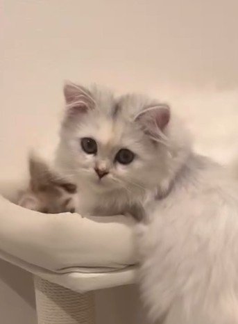 困り顔の白猫（アップ）