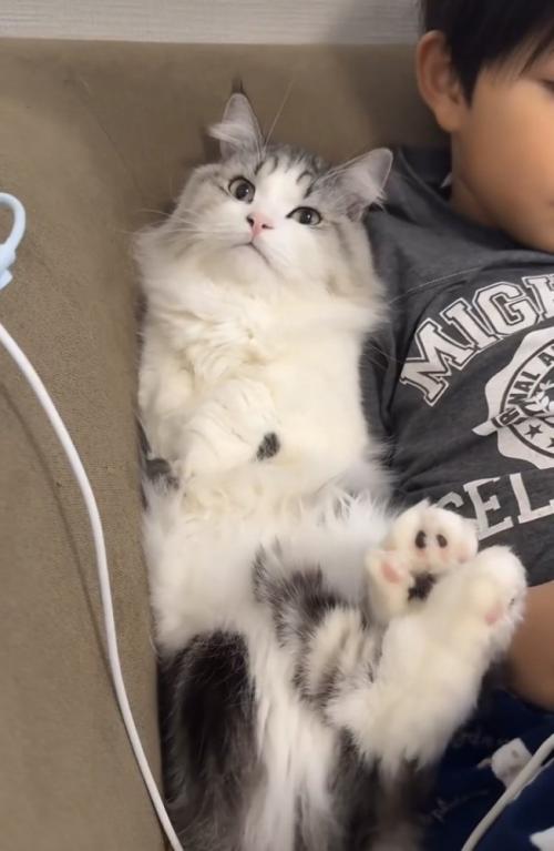 ソファに座るお兄ちゃんにくっつくマンチカン