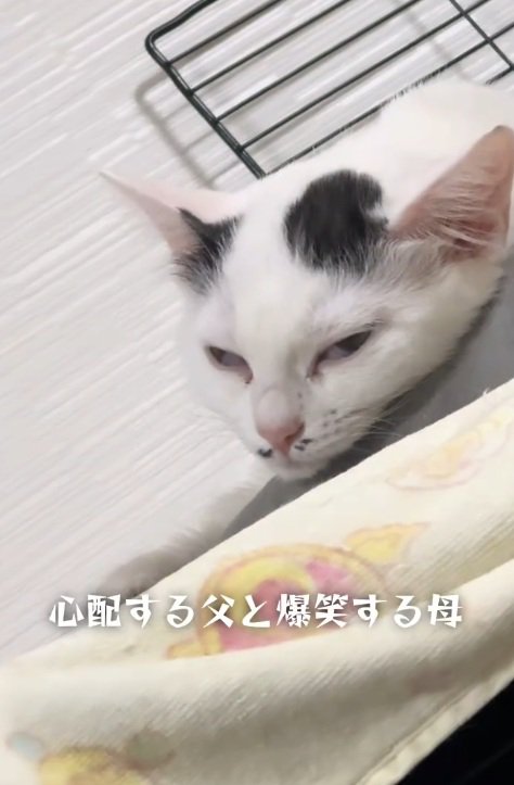 寝始める白黒の猫
