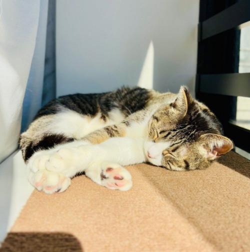 日向ぼっこしている猫