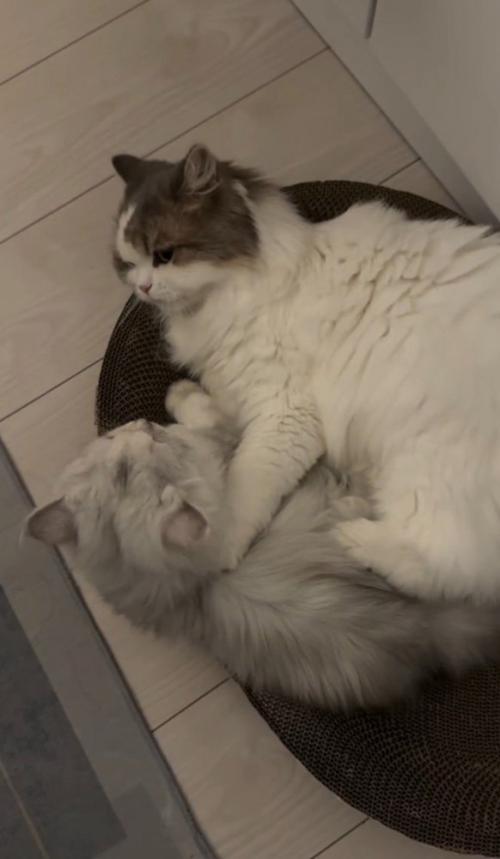 一緒に寝ている猫2匹