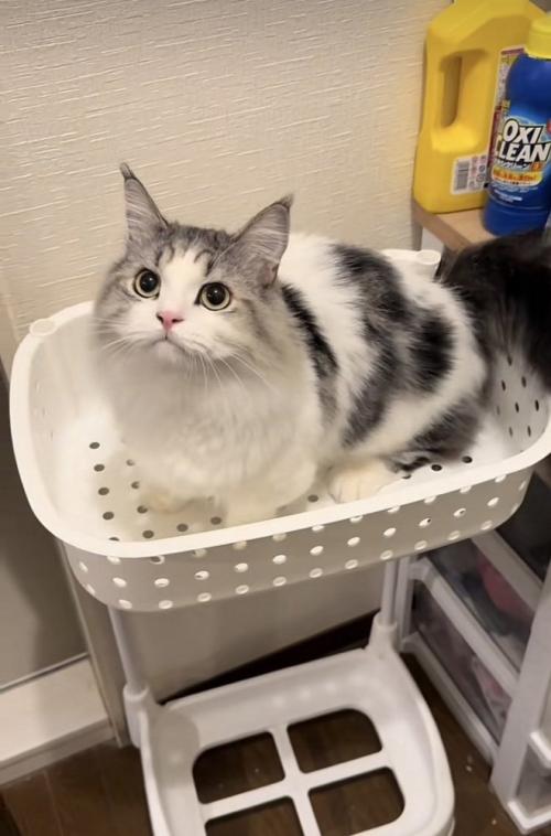 洗濯カゴの中のマンチカン