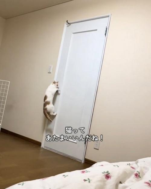 ドアノブに掴まる猫