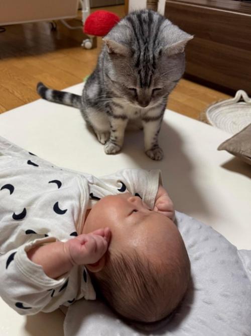 起きている赤ちゃんを見守る猫