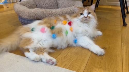 横たわるぽてちくん