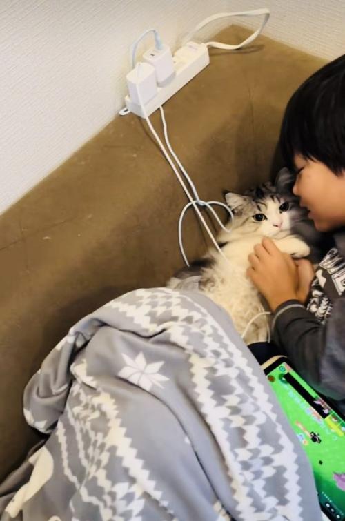 お兄ちゃんに謝られるマンチカン