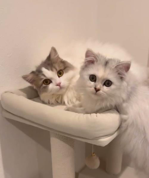 こちらを見つめる猫2匹