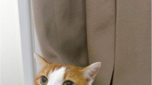 お風呂場にいる猫