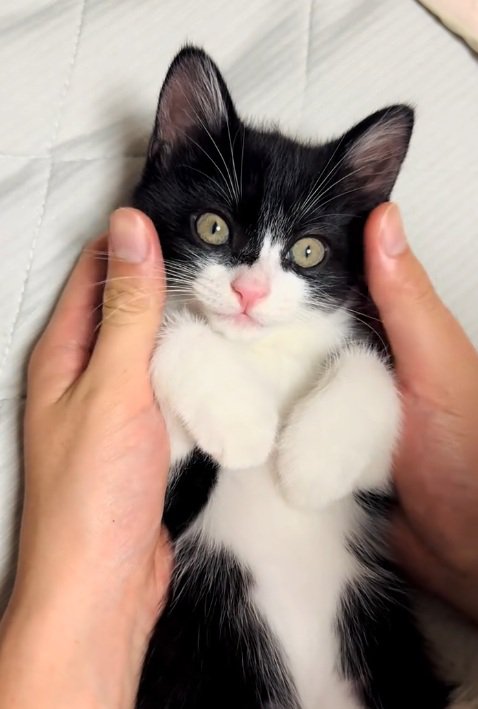 両手で包まれて寝ている子猫