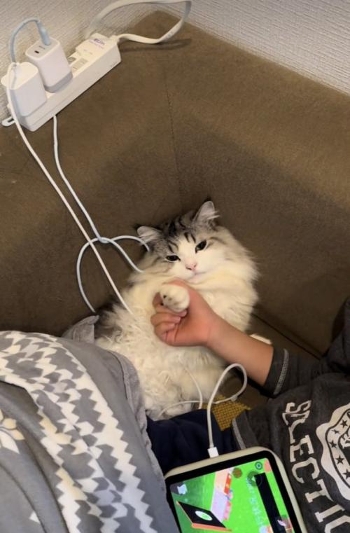 お兄ちゃんに前足を持たれてじゃんけんするマンチカン