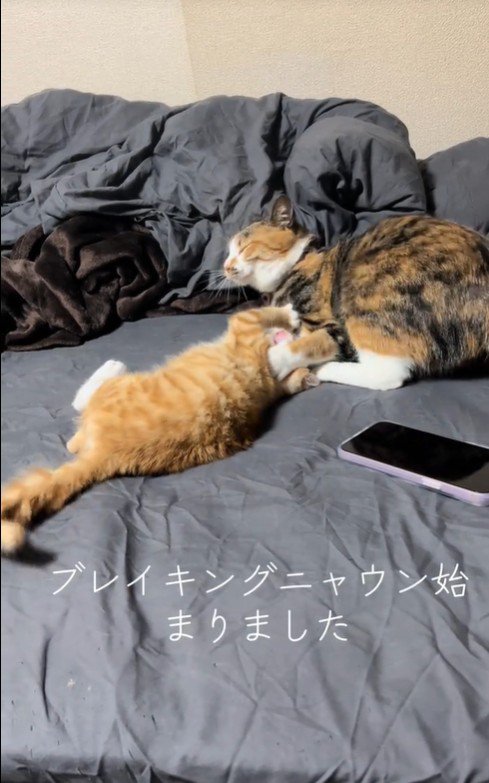 大人の猫にじゃれている子猫