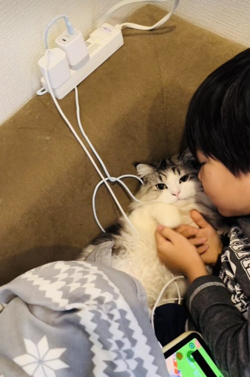 お兄ちゃんに謝られるマンチカン