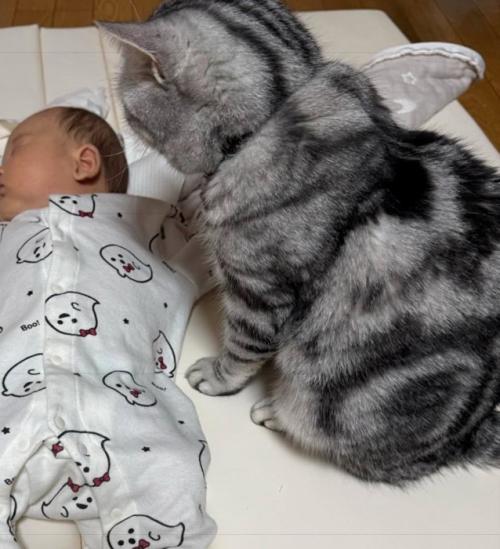 近距離で見つめる猫