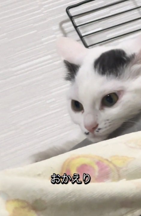 目を覚ました白黒の猫