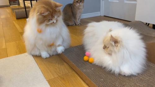 ぽてちくんとおこめちゃん