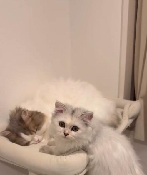 寝るハチワレとこちらを見る白猫