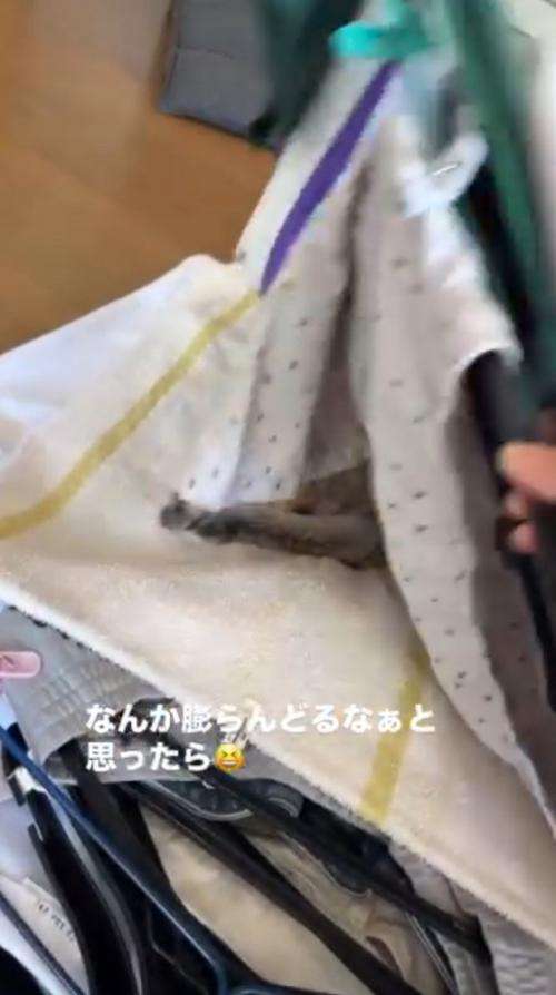 めくった洗濯物を元に戻す飼い主
