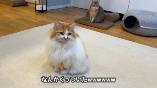 なんかくっついた