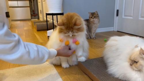 くっつけられるぽてちくん