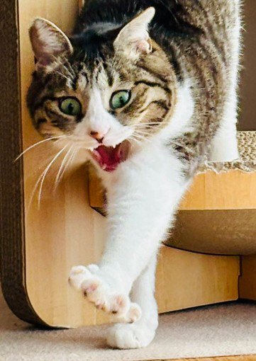 爪とぎハウスから出てくる猫（アップ2）