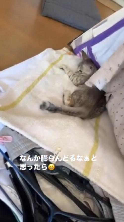 周囲を見渡す子猫