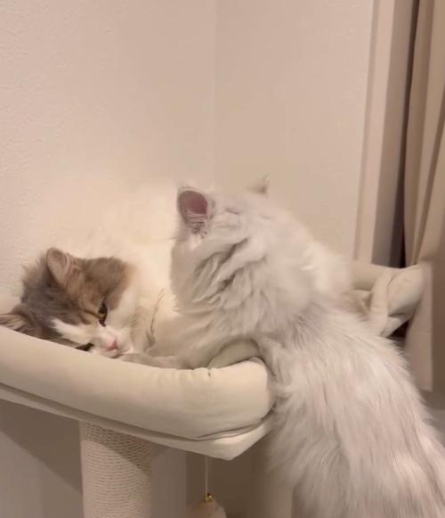 寝るハチワレを見つめる白猫